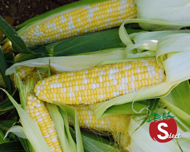 Ambrosia (bicolor se+) Hybrid Sweet Corn Seeds